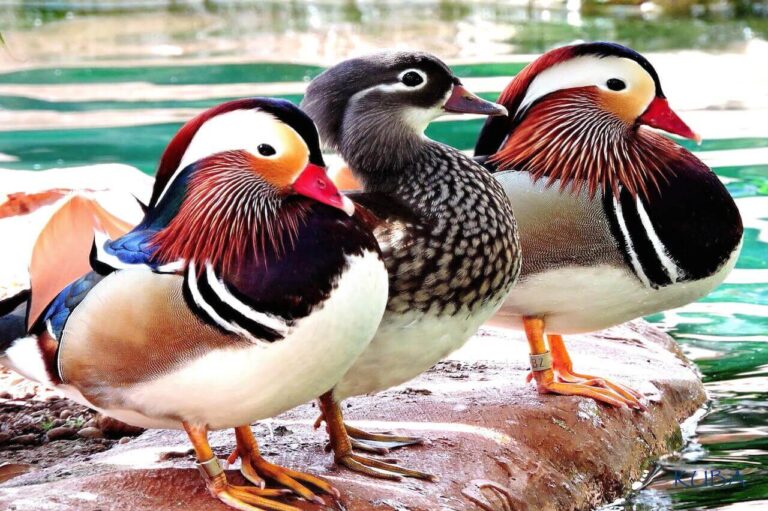 mandarin duck