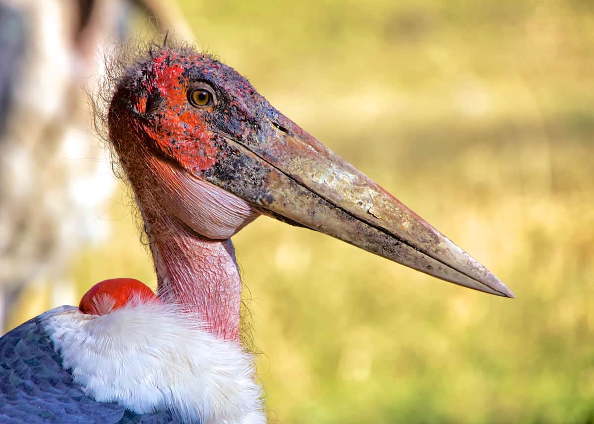 Marabou Stork