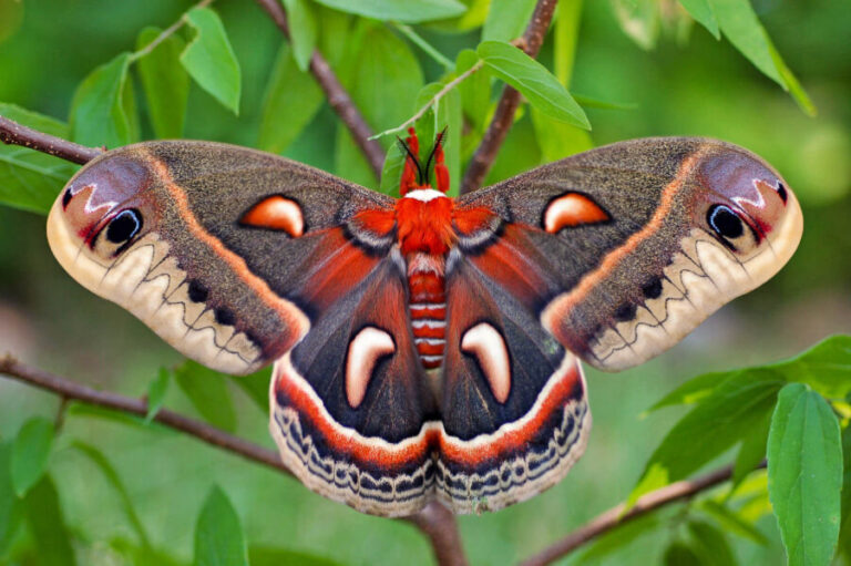 Moth Names