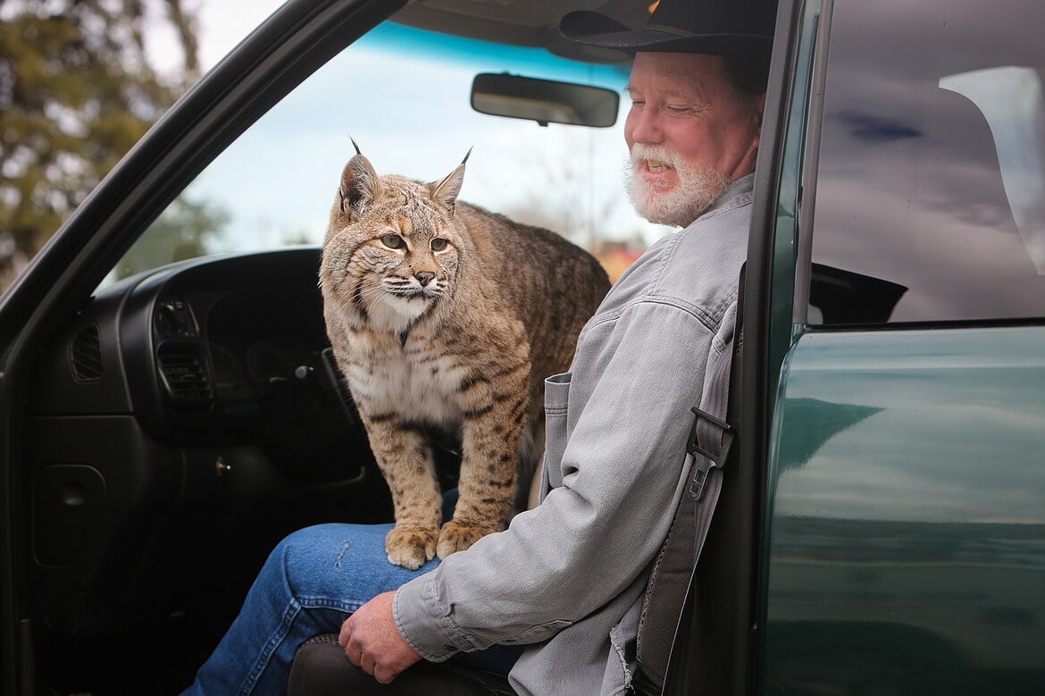 pet bobcat