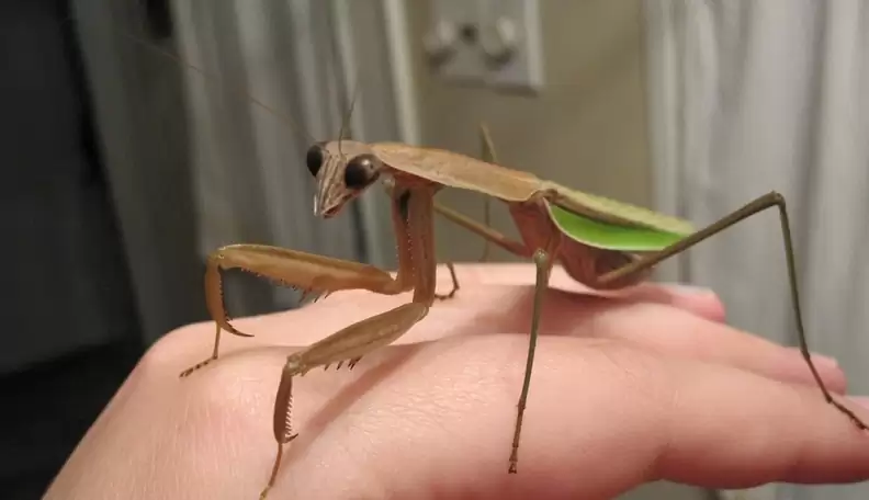 praying mantis pet