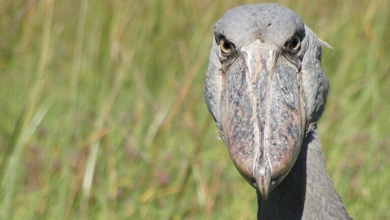 Shoebill Bird