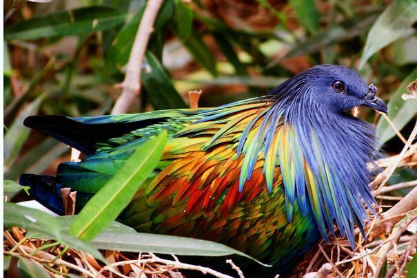 Victoria Crowned Pigeon