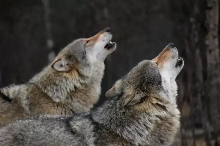 wolf names