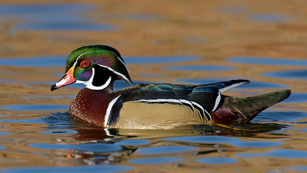 Wood Duck