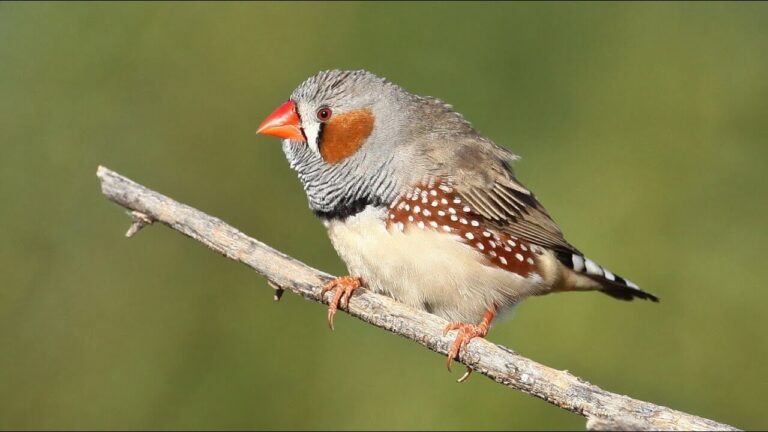 Zebra Finch