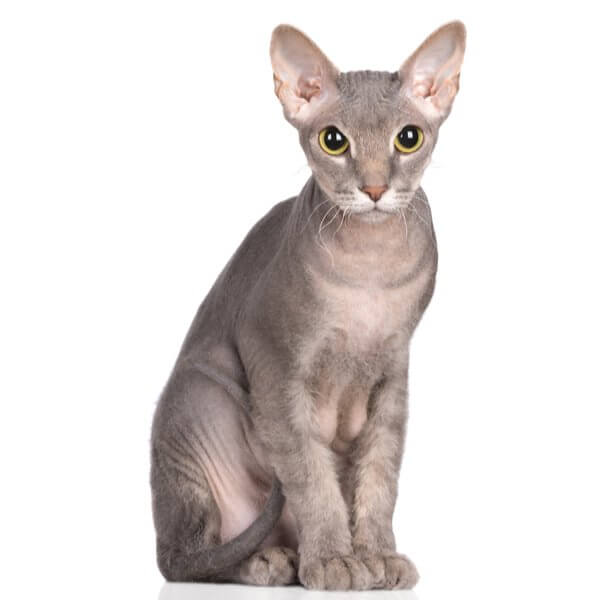 Donskoy Cat Breed