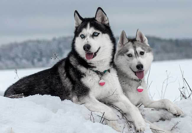 Husky Names