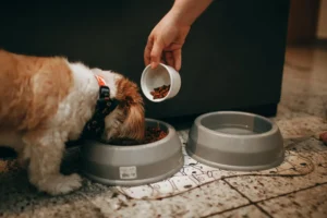 Special Diets for Dogs