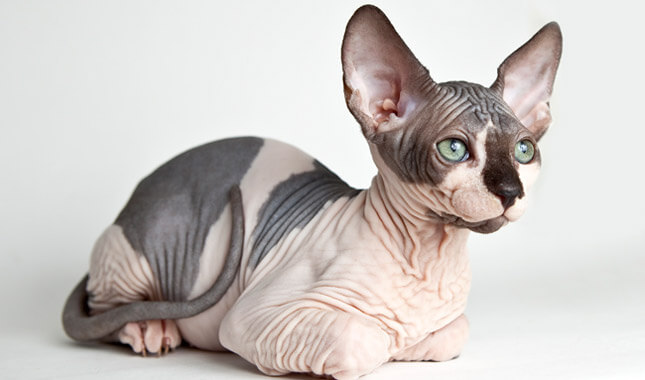 Sphynx Cat breed