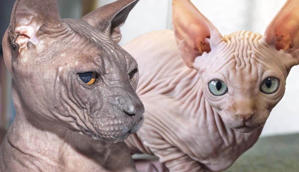 Top Hairless Cat Breeds list