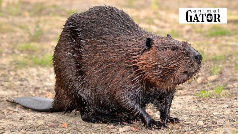 Beaver Names