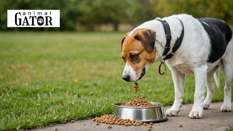 Choosing the Best Dog Food