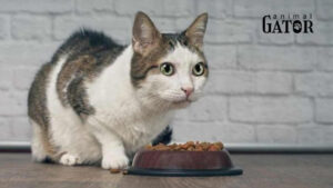 best cat food for sensitive stomach