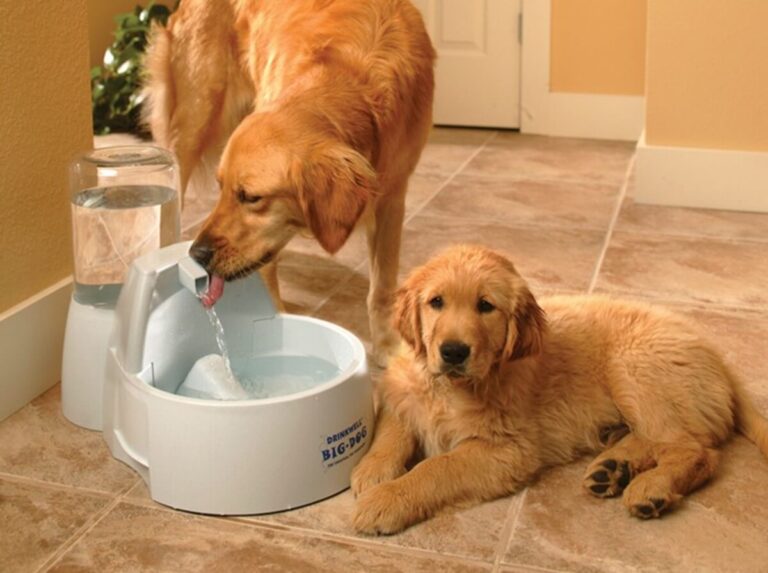 How a Water Dispenser for Dogs Improves Daily Hydration