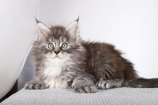 Maine Coon Kitten Size