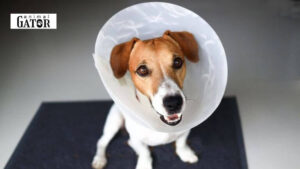 how much does it cost to neuter a dog