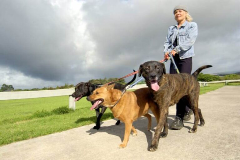 How Much to Charge for Dog Walking Per Hour