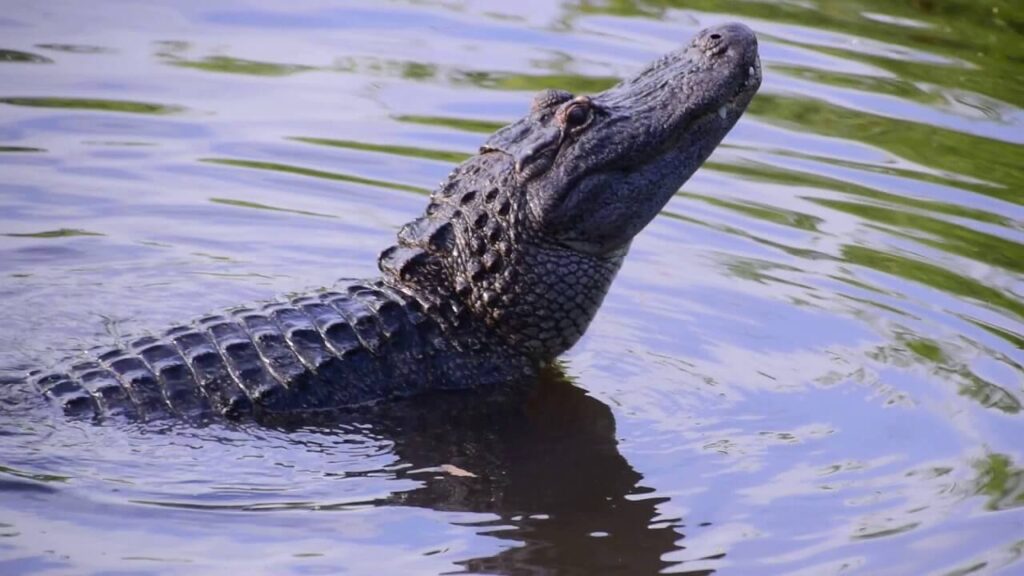 Unique Alligator Names
