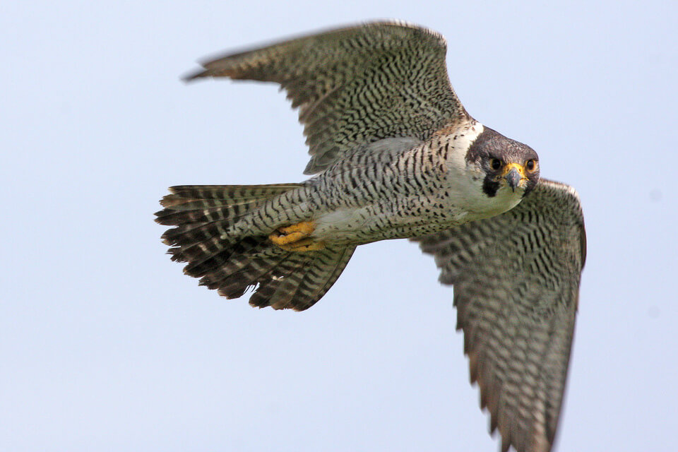 Unique Falcon Names