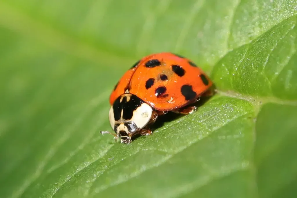 Male Ladybug Names