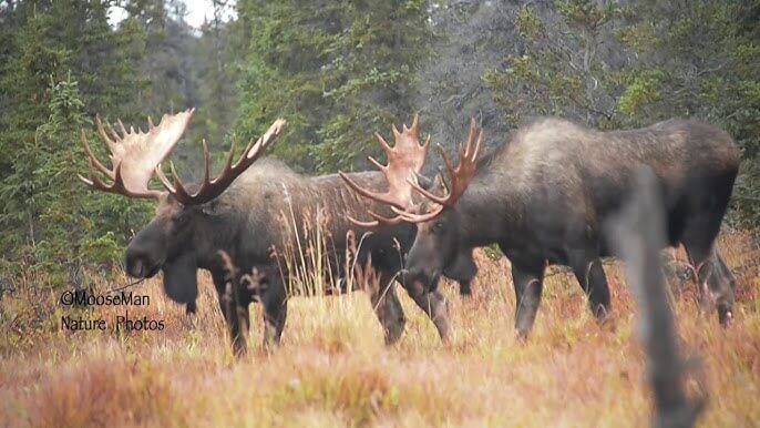 Unique Moose Names