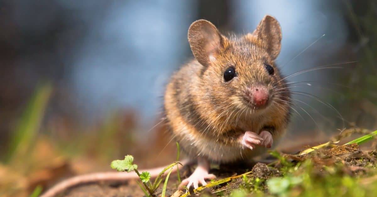 Mouse Names