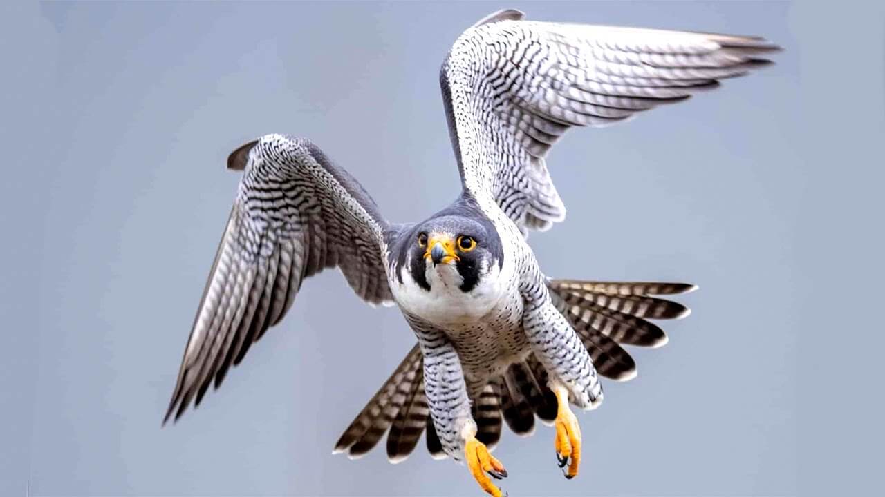 Falcon Names