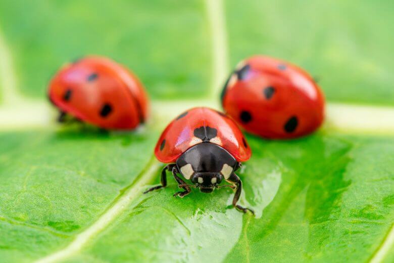 Unique Ladybug Names