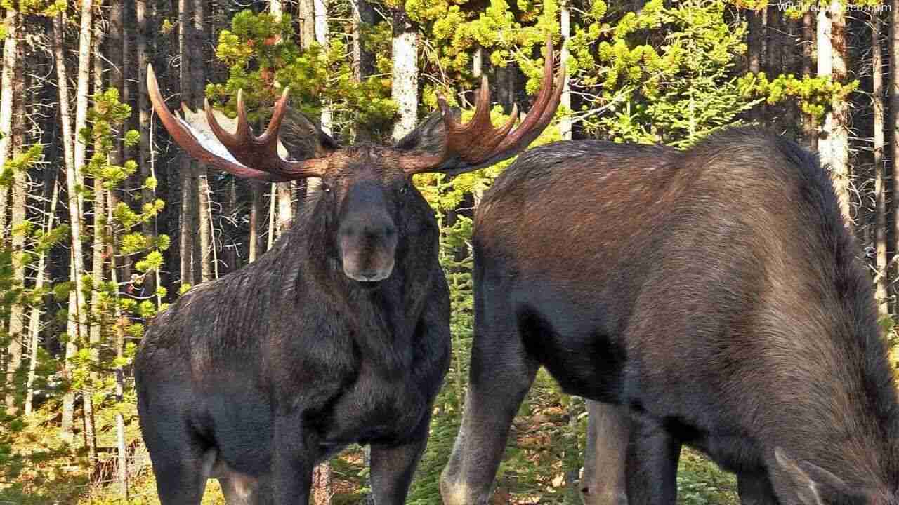 Moose Names