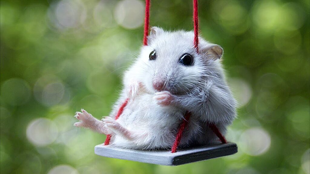 Male Mouse Names
