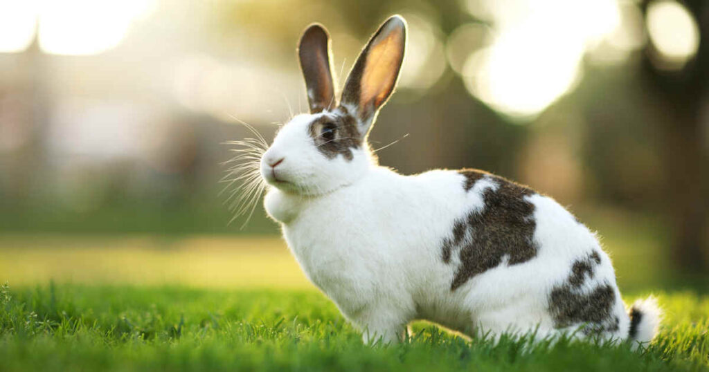 300+ Brown Rabbit Names with Meanings | AnimalGator