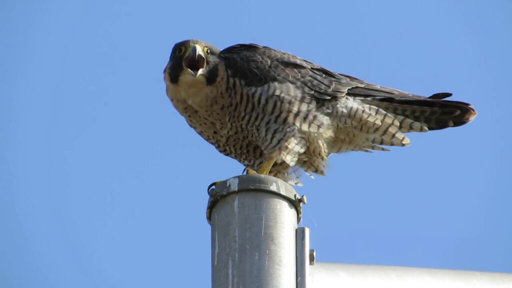 Male Falcon Names