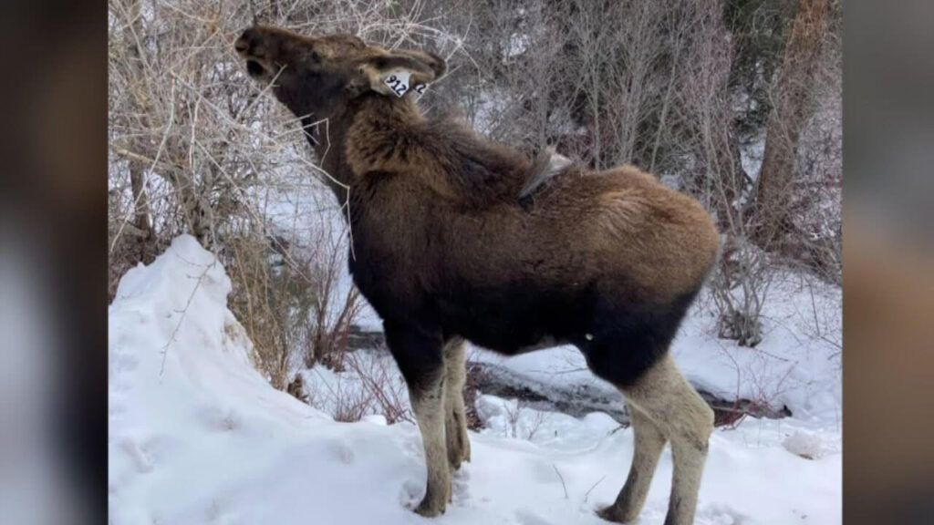 Male Moose Names