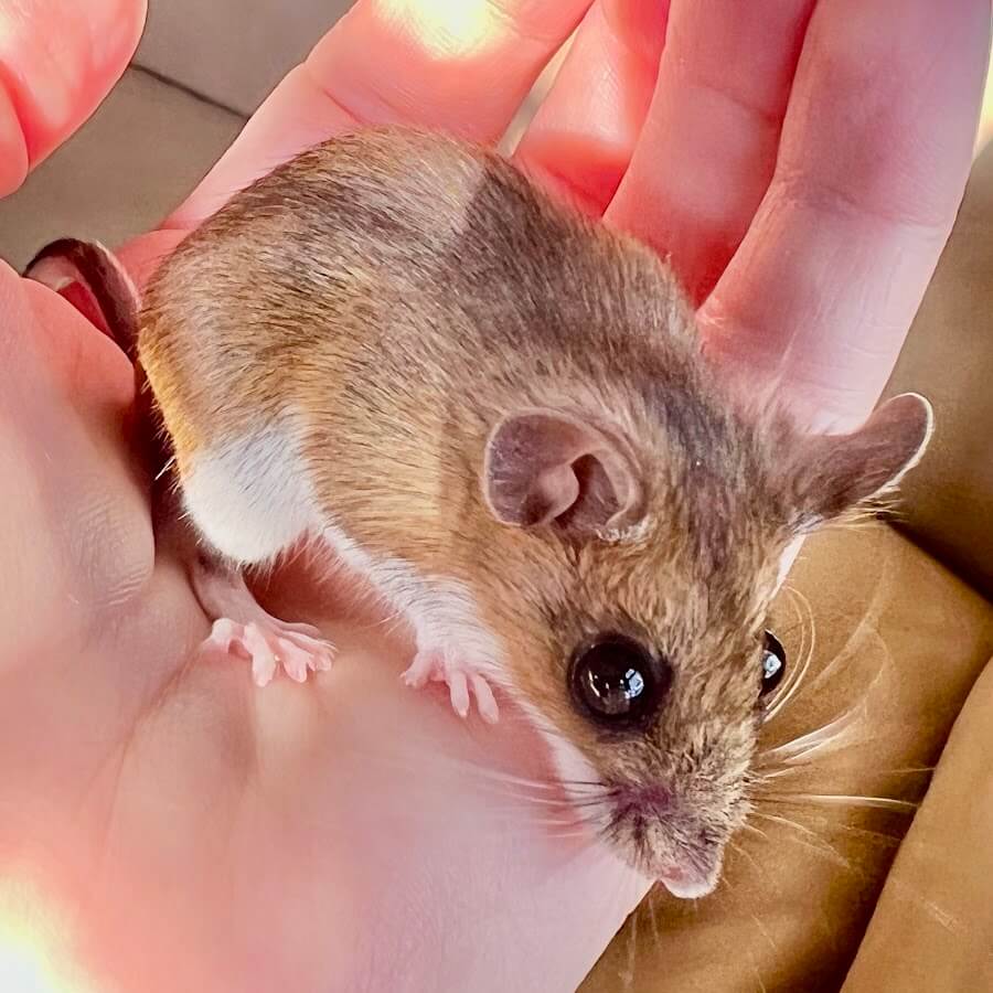 Unique Mouse Names