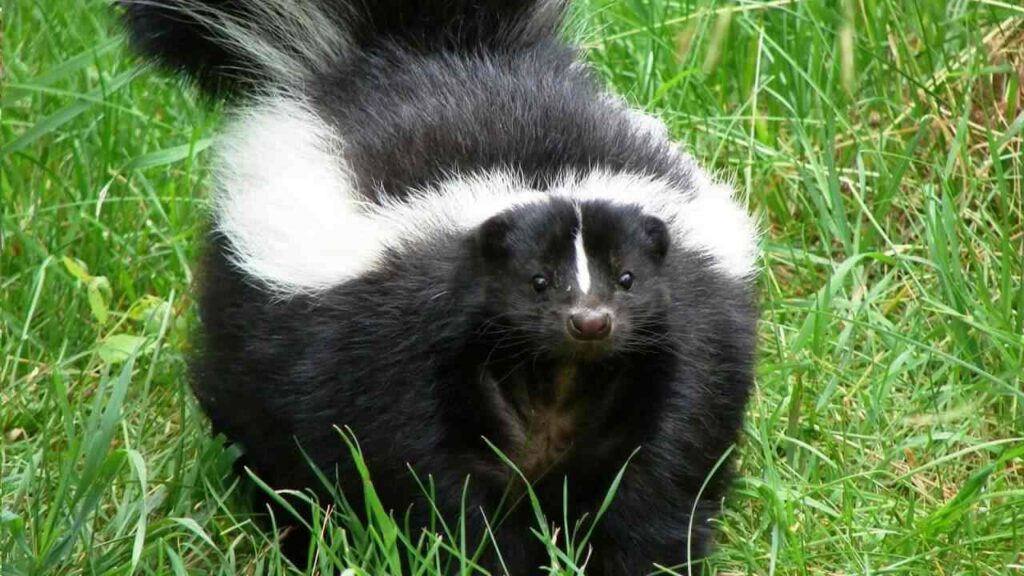 Top Skunk Names