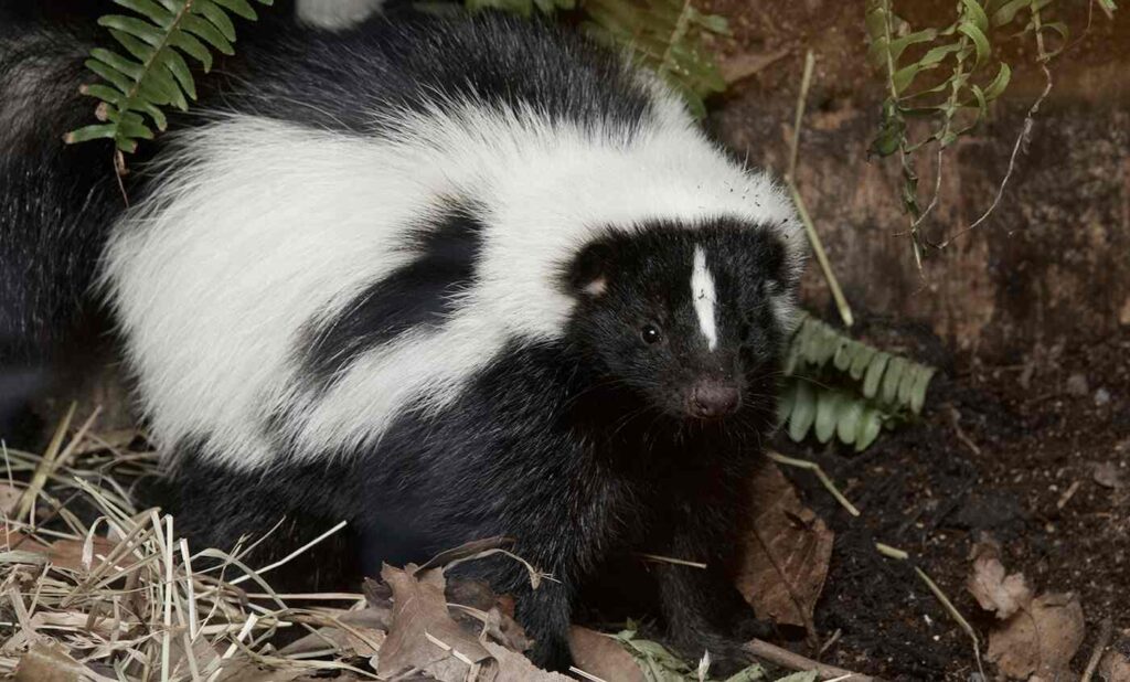 Unique Skunk Names