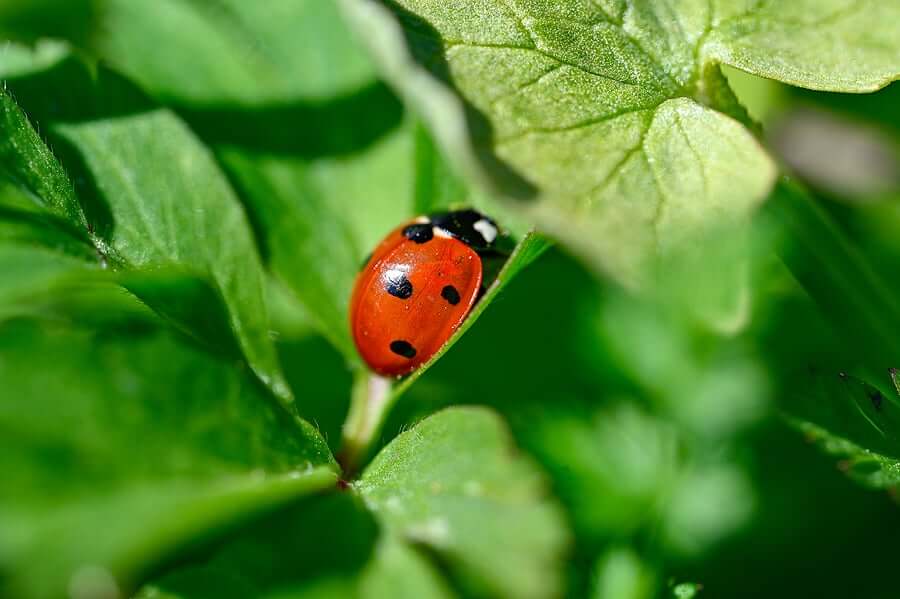 Ladybug Names