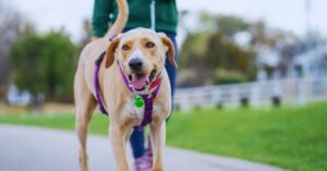 Can Dogs Have Oregano Oil
