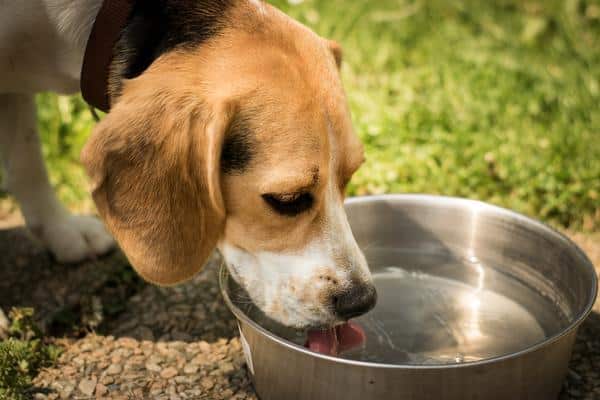Understanding Dog Kidney Disease: What You Must Know