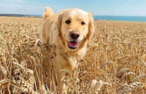 Grains for Dogs
