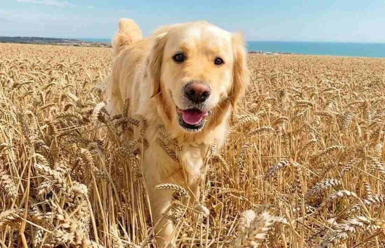 Grains for Dogs