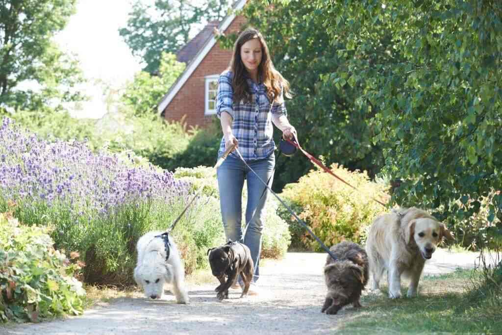 Hobby Dog Sitters