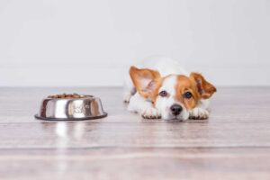 dog kidney disease diet homemade