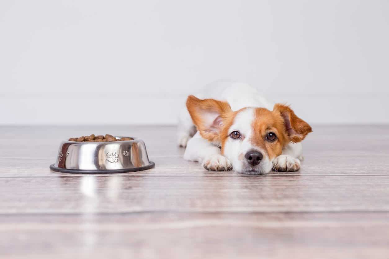 dog kidney disease diet homemade