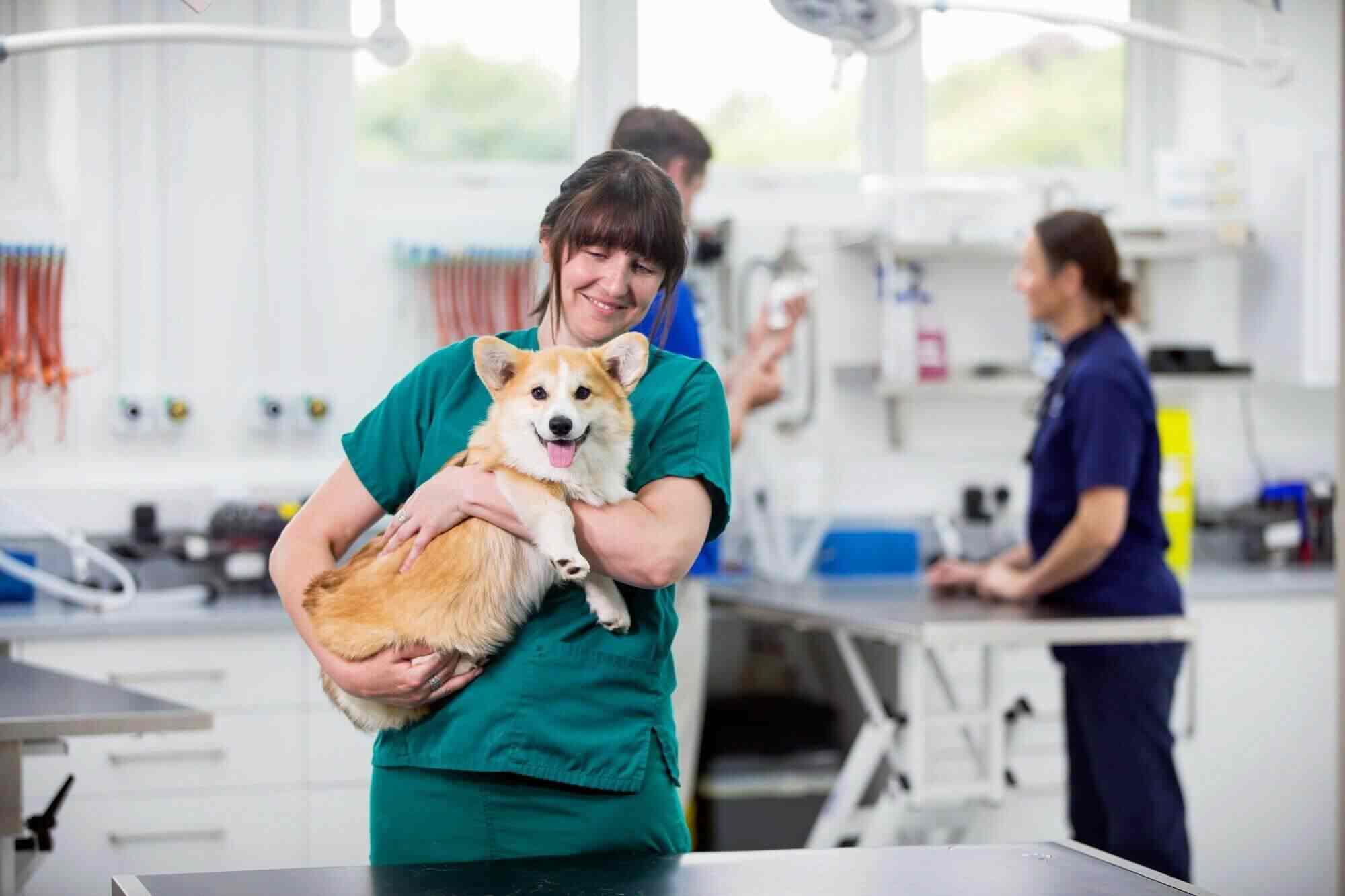 How to Get Certified in Pet First Aid and CPR
