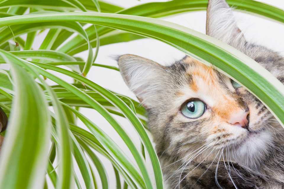 Is Fabuloso Safe for Cats