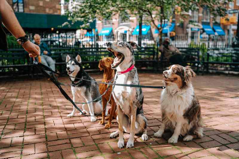Professional Dog Sitter Rates