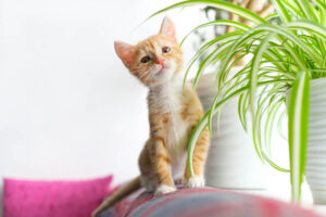 Is Fabuloso Safe for Cats?