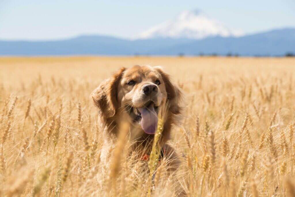 Are Grains Really Bad for Dogs?